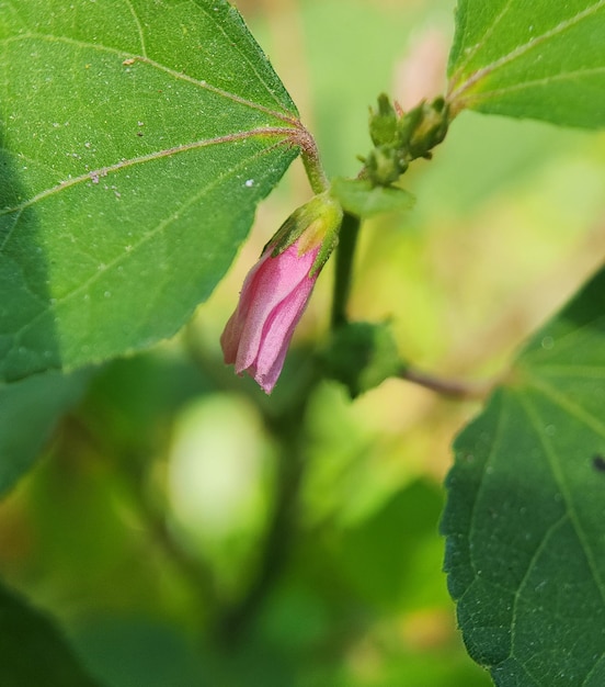 Photo red vein indian mallow