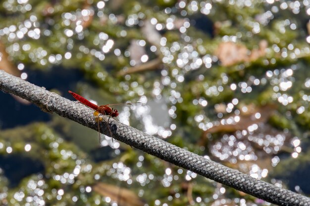 Red-veined darter or nomad (Sympetrum fonscolombii) resting on rope at Lake Iseo in Italy