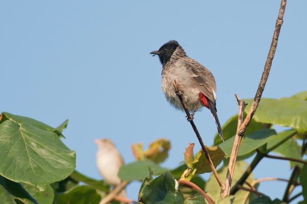 Red-vented Bulbul