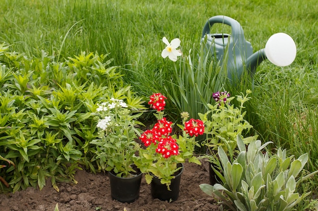 Red verbena flowers and watering can in a garden bed with green grass on the background.