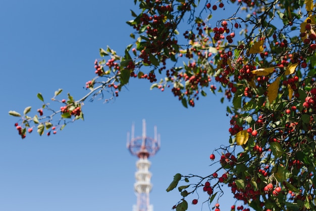 テレビ塔の背景に赤いガマズミの果実