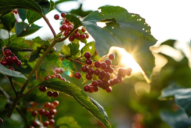 Red viburnum berries on branch in the garden