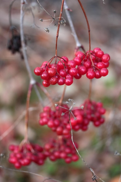 Red viburnum berries on branch in the garden