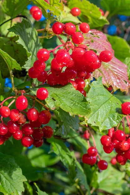 Red viburnum berries on a branch in the sun light