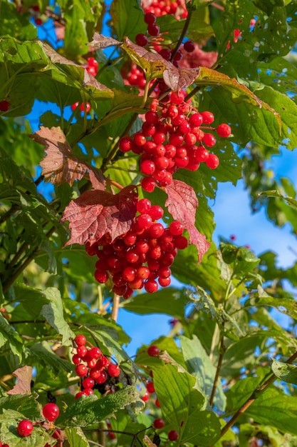 Red viburnum berries on a branch in the sun light