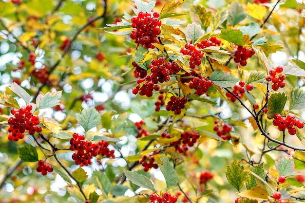 Red viburnum berries on the branches. 