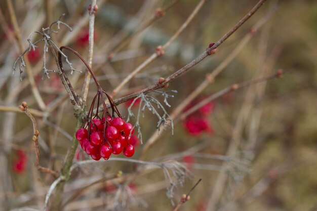 red viburnum berries on a bush with autumn close up