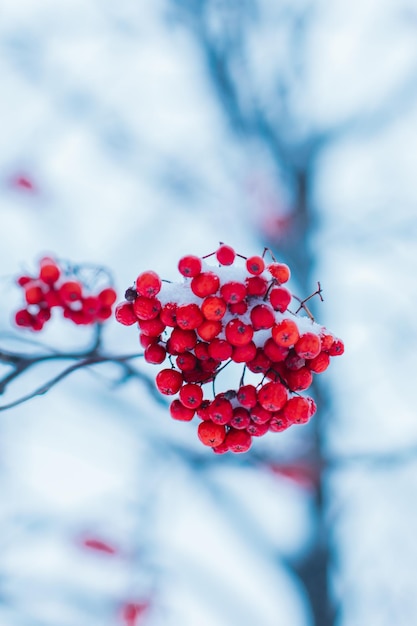공원에서 겨울철에 새하얀 눈으로 덮인 붉은 가막살나무 열매