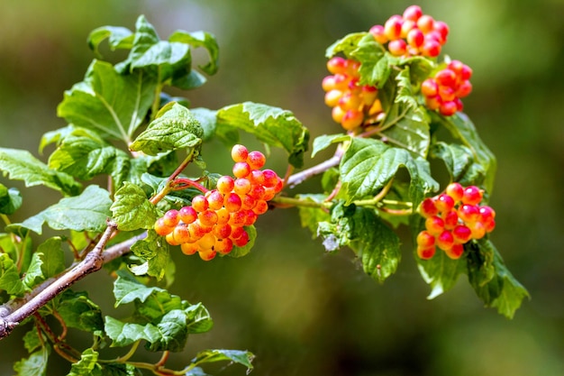 Red viburnum berries ripen on a branch