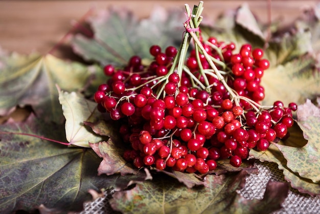 Photo red viburnum berries