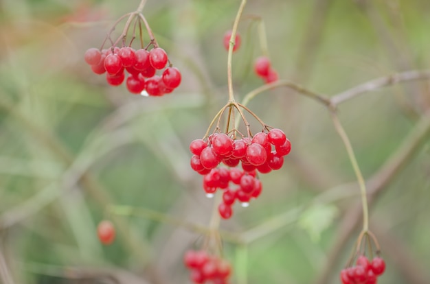 Red viburnum berry