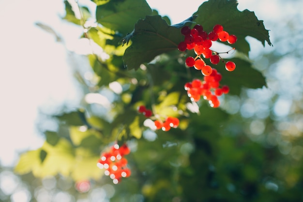 Red viburnum branch against sun light in the park. Viburnum opulus berries and leaves.