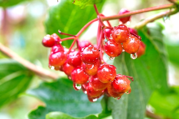 庭の赤いガマズミ属の枝。雨滴とガマズミ属の果実。