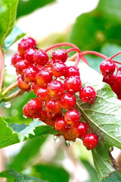 Red viburnum branch in the garden Viburnum berries with raindrops