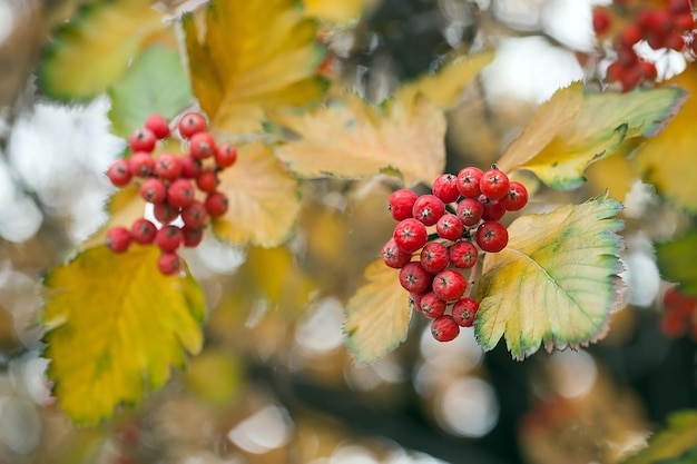 정원에 있는 붉은 가막살나무 가지. Viburnum viburnum opulus 열매와 가을 가을에 야외 나뭇잎. 나뭇가지에 빨간 가막살나무 열매의 무리입니다.