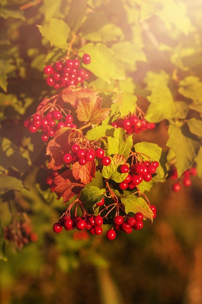 A red viburnum grows in the meadow Viburnum bush on a sunny warm day