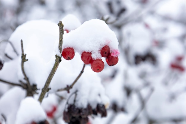The red viburnum is covered with snow