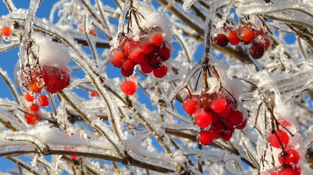 Red viburnum in the snow on a branch in cold winter