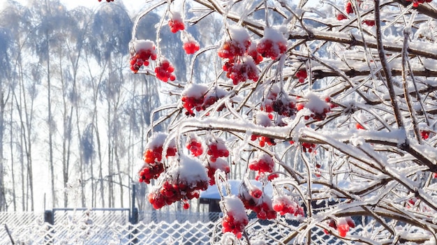 Red viburnum in the snow on a branch in cold winter