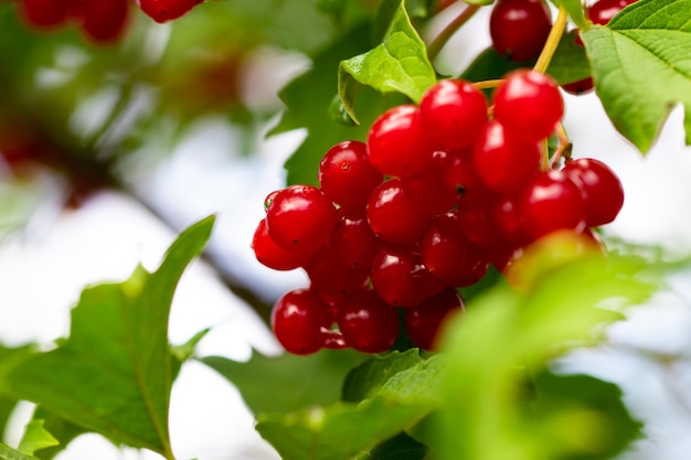 Primo piano rosso del viburno (opulus del viburnum) nel giardino.