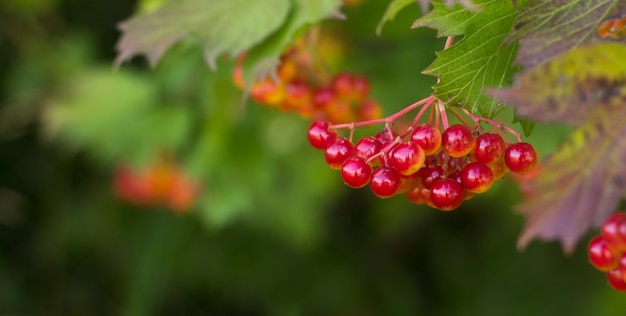 사진 레드 viburnum