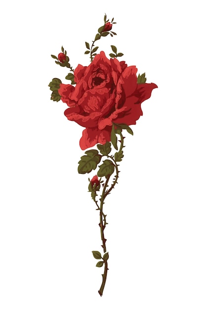 red vintage png rose painting transparent background