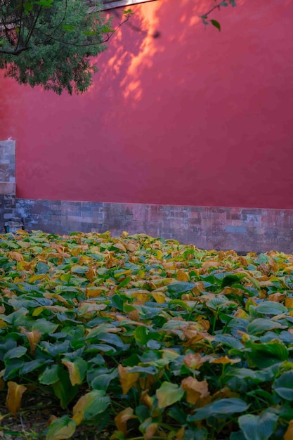 A red wall with a plant in the foreground and a tree in the background.