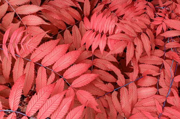 Red warm orange autumn leaves background