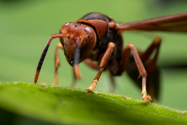 red wasp on macro