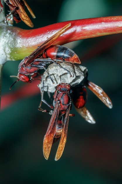 Red wasp on top of the nest close up