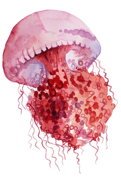 Red Watercolor jellyfish isolated element for nautical sea wedding Illustration