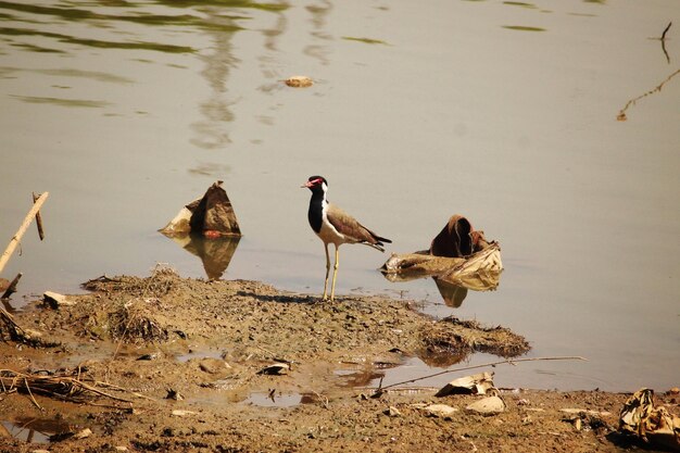 Photo red wattled lapwing on lake