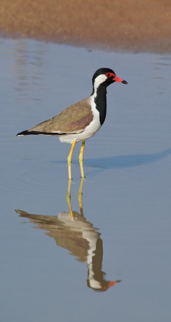 물에 서있는 붉은 국립 공원 lapwing