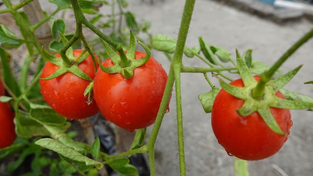 Red wet and fresh tomato vegetables are hanging on a branch in the rooftop garden Closeup view