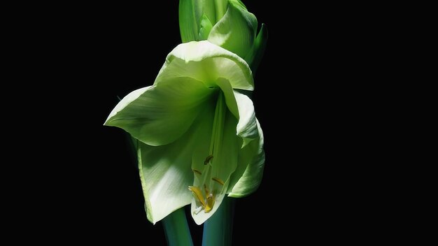 Photo red and white amaryllis blooming flowers timelapse black background