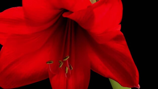 Foto amaryllis rosso e bianco in fiore timelapse sfondo nero