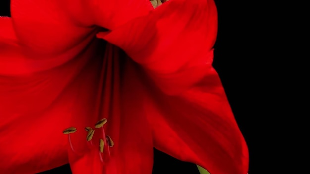 Photo red and white amaryllis blooming flowers timelapse black background