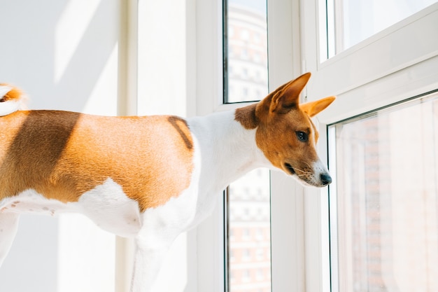 晴れた日に窓を見ている赤白のバセンジー犬。