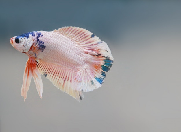 Red white beta fish tail swim in water tank  