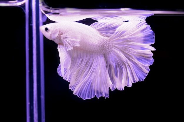 Photo red white beta fish tail swim in water tank