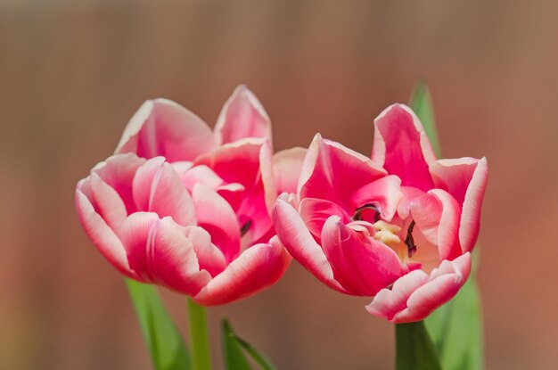 Red and white bicolour tulip Drumline Red tulip and creamy edge