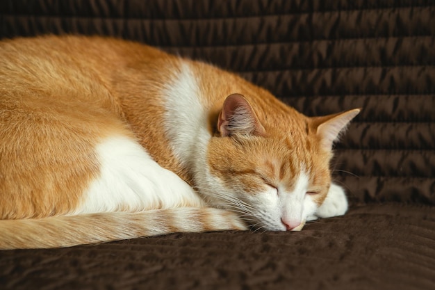 Red and white cat serenely sleeping on brown couch