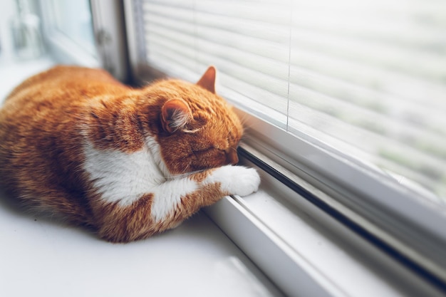 Red white cat sleeping on the windowsill Closeup view