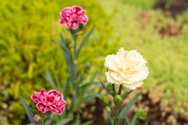 Red and white clove in a ground on a garden bed