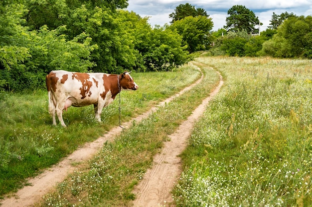 Красно-белая корова на поле возле тропинки