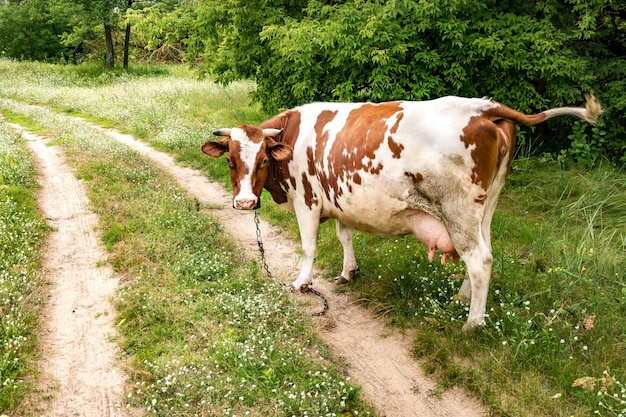 Red white cow on field near footpath