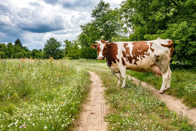 Red white cow on field near footpath