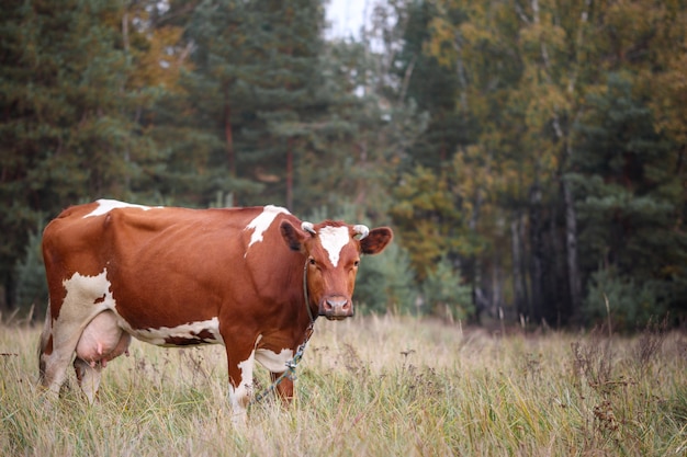 Mucca rossa e bianca al pascolo su uno sfondo di verde