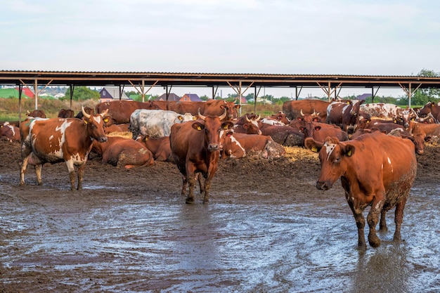 Red and white cows in a feedlot cattle farm