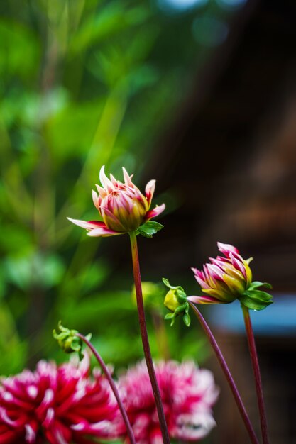 Red white dahlia flower.